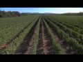 Beaulieu Vineyard: George de Latour