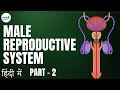 Reproduction - Lesson 24 | Male Reproductive Organ (Continued) - in Hindi (हिंदी में)