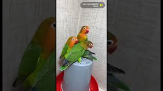 طيور لوف بيرد Love Birds