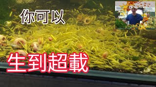 Rice Shrimp Breeding Technology Today I will share with you my practice