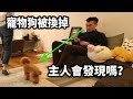 【人類觀察】如果把家裡的狗狗換成另一隻，主人會發現嗎？ l 妙見神與方臉