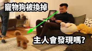 【人類觀察】如果把家裡的狗狗換成另一隻，主人會發現嗎？ l 妙見神與方臉