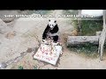 Giant Pandas Living In Malaysia Celebrated Their 13th Birthday | iPanda