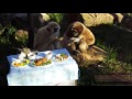 Gibbons eat Thanksgiving dinner!