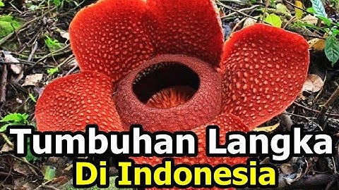 TUMBUHAN LANGKA DI INDONESIA