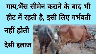 हमारी गाय,भैंस semen कराने के बाद लंबे समय तक heat में है, Cow, buffalo are not getting pregnant!