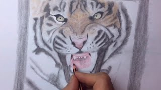 Kaplan Çizimi (Kuruboya) - Drawing Bengal Tiger with Coloured Pencils / Timelapse Video