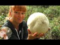 САМЫЙ БОЛЬШОЙ ГРИБ ДОЖДЕВИК - Лангермания гигантская Calvatia gigantea: как готовить и сушить
