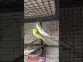 DAY 129 - BEUTIFUL BUDGIES CUTE MOMENTS 🌸 #budgielovers #budgiefood #budgielovers #budgiediet