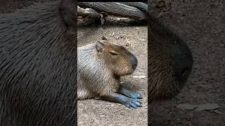 EL ROEDOR MAS GRANDE DEL MUNDO Zoológico de León Guanajuato #noecillo #leonguanajuato #capibara