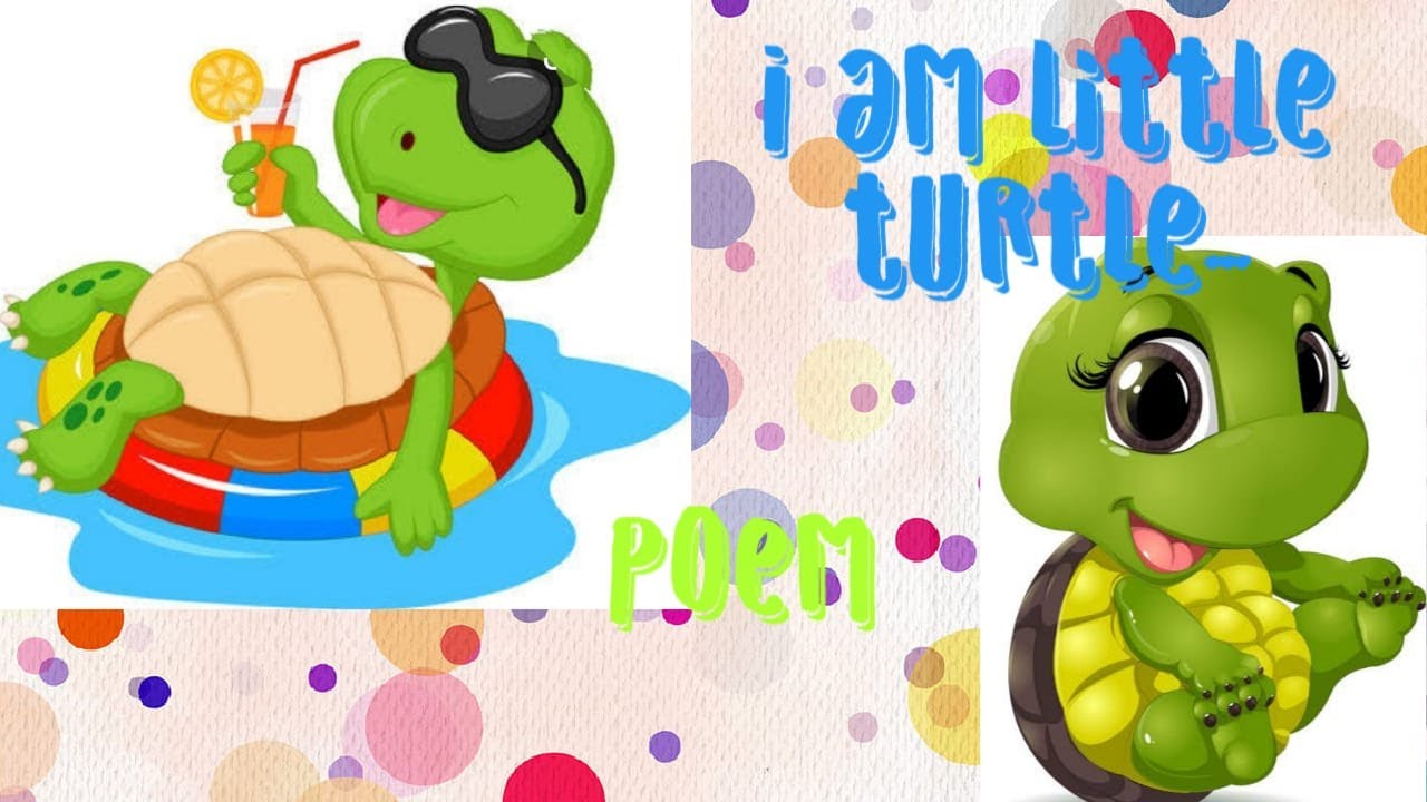 Little Turtle daily routine - YouTube