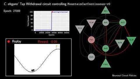 A neuronal Circuit Policy for solving the mountain car problem
