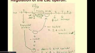 Ch 11 - Regulation of Gene Expression in Bacteria