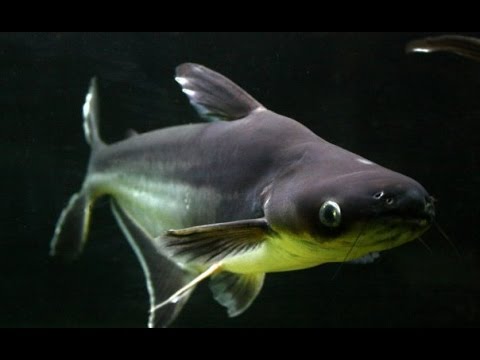 Video: Hvordan Lage Pangasiusfisk