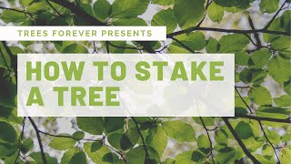 How to Stake a Tree