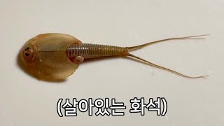 화석이 살아있네..? ㄷㄷ (우리나라에도 많은 생물)