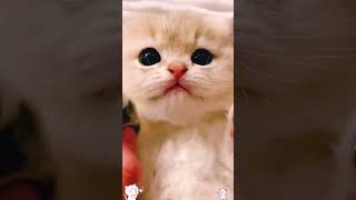 #CuteCats#FunnyCats#CatVideos#CatsOfYoutube#AdorableCats#CatLovers#Meow#CatLife#KittenVideos