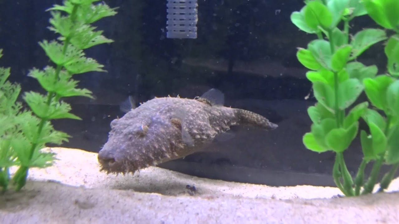 Hairy puffer fish Hairy puffer fish