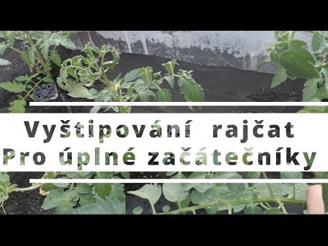 Video: Dokážete prořezávat rostliny rajčat?