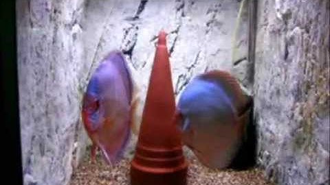 Thiết kế hồ cá dĩa sinh sản phong cách độc đáo - Thiên Đường Cá Cảnh