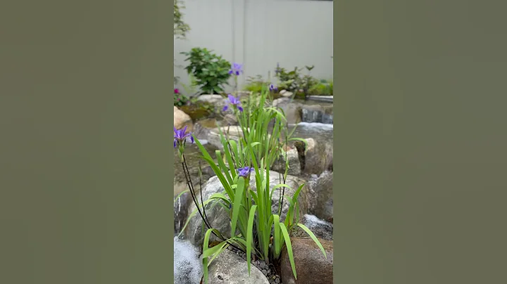 This is our garden in zone 6a at the end of May. Check out our full May garden tour for more!