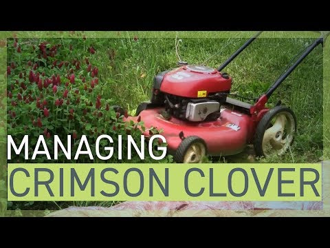 Video: Crimson Clover Information: Lär dig hur man odlar Crimson Clover i trädgården