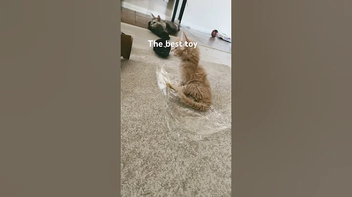 Video 3398871: mainecooncat mainecoons cat, mainecooncats catlover kitty cute, toy mainecoon cat