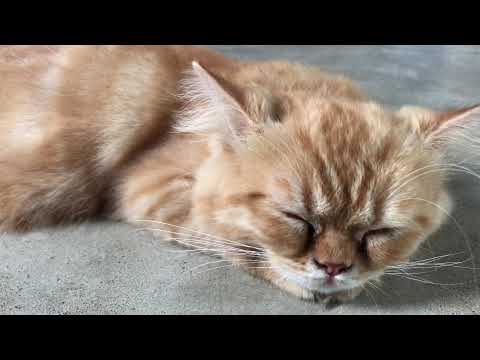 Video: Kucing Geoffroy: Perihalan, Gaya Hidup Dan Watak, Menjaga Rumah, Foto