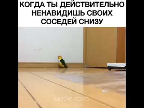 Питух идед - YouTube