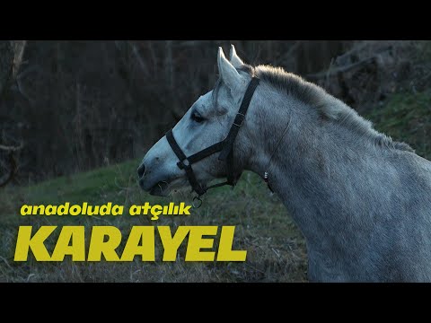 Anadoluda Atçılık: KARAYEL