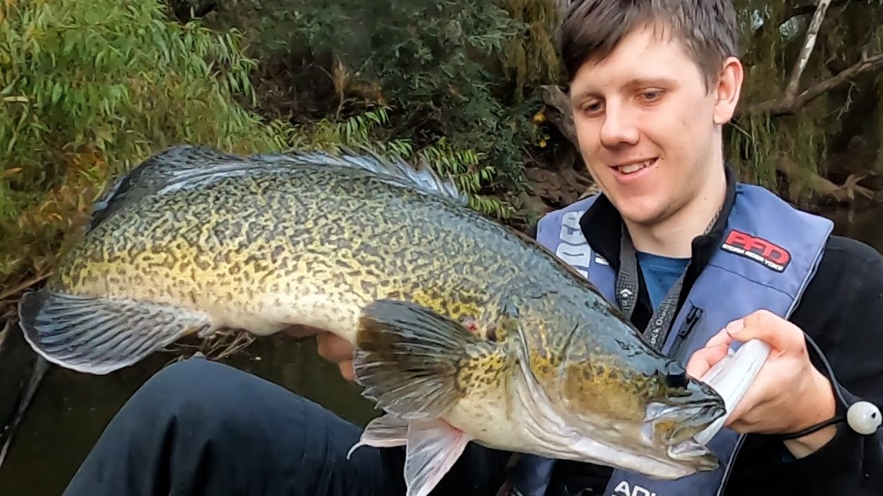 3 Boofs in 4 Casts Kayak Fishing for Murray Cod YouTube