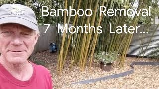 BAMBOO Rid &amp; Removal PERMANENTLY - 7 Months Later...