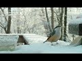 初雪・・早朝いつもの野鳥さんたちが順番に餌を食べに来る・・（2022/12/06)