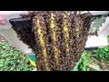 Дикие пчёлы, как долго смогут прожить?