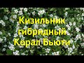 Кизильник гибридный Корал Бьюти. Краткий обзор, описание cotoneaster suecicus Coral Beauty