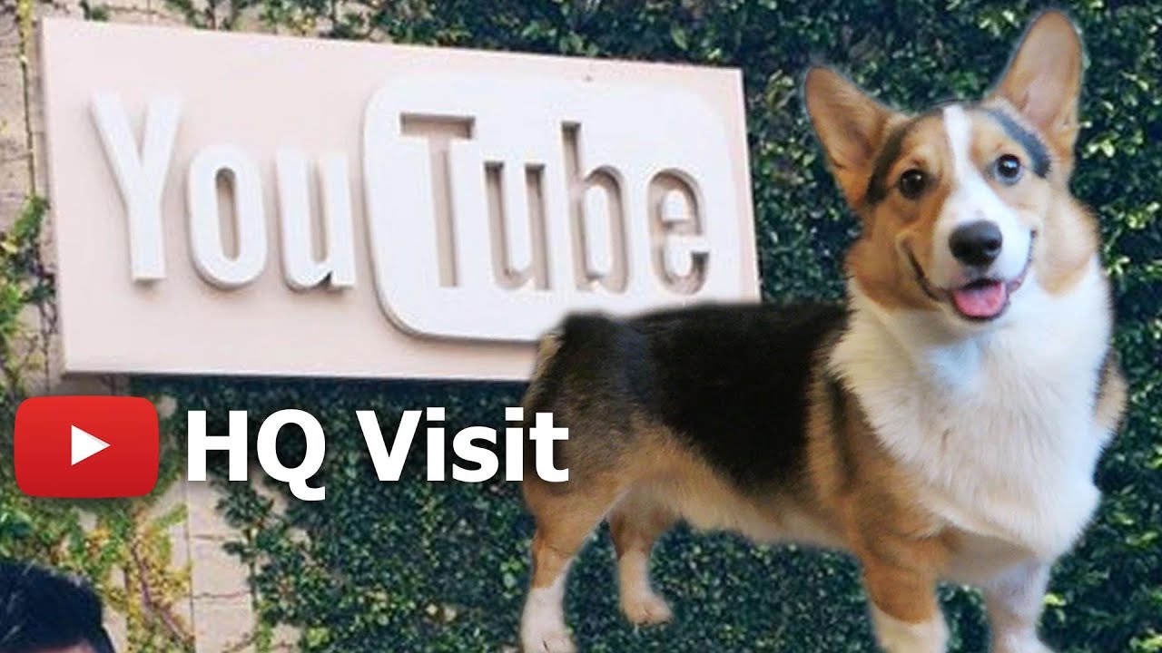 CORGI DOG'S TOUR of YOUTUBE HEADQUARTERS - Life After College: Ep. 450