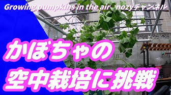 空中栽培 Youtube