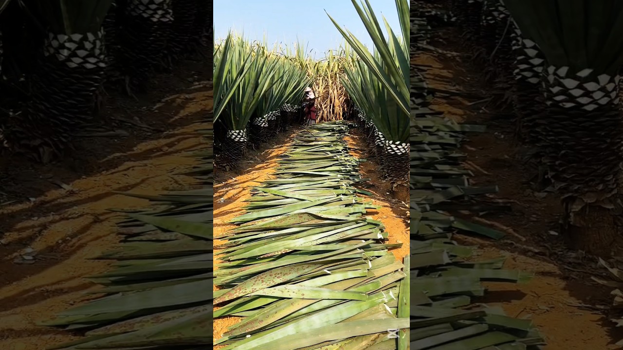 Harvest & Machine Process Sisal Plants 