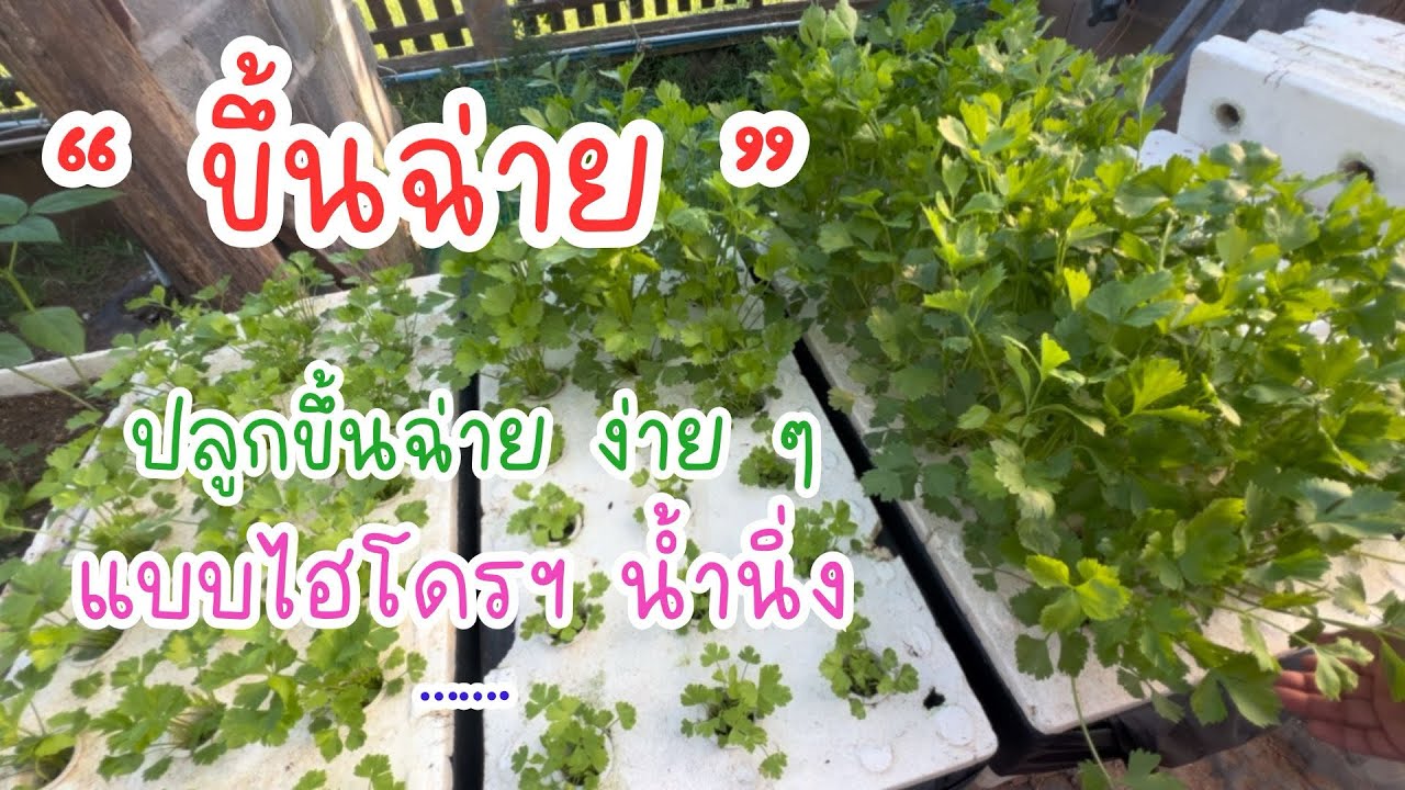 วิธีปลูกขึ้นฉ่าย ไม่ค่อยเก่ง ปลูกได้ กินได้ ก็น่าจะพอแล้ว #ขึ้นฉ่าย #ปลูกผักไฮโดรโปนิกส์ 