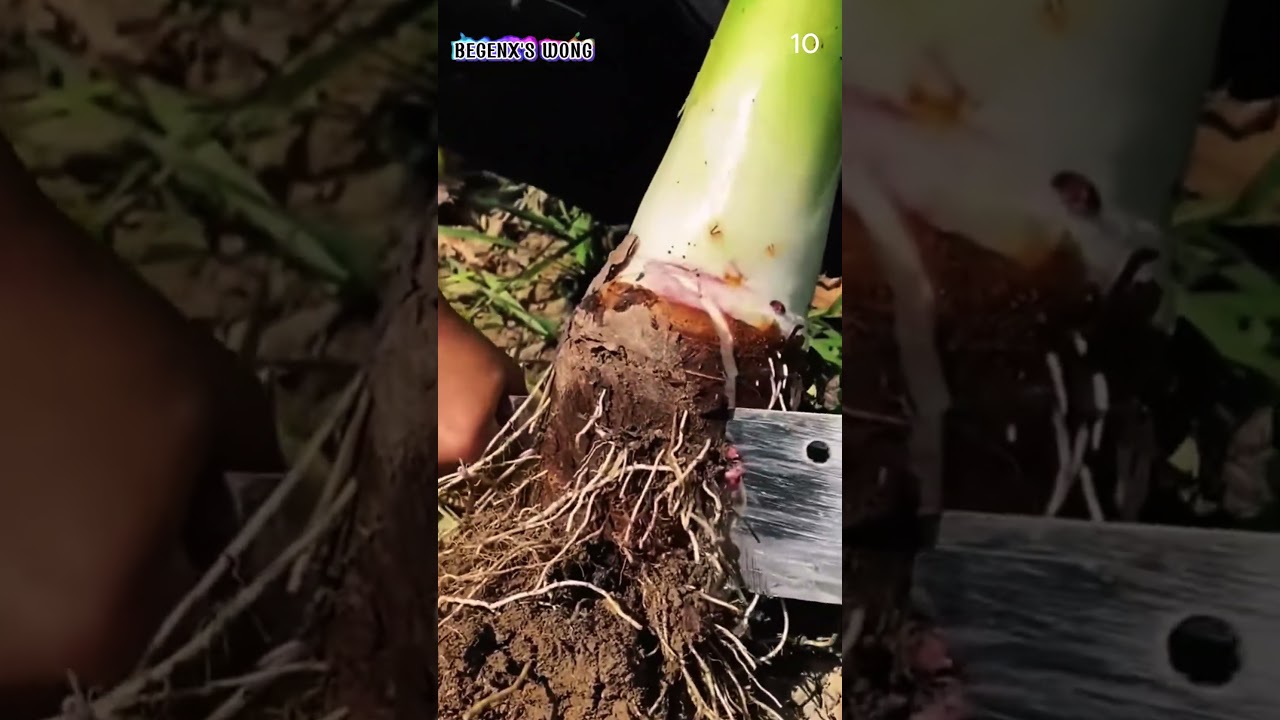 How to quickly cut taro stems with a sharp knife #shorts