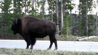 Bison Throw-Down Near Old Faithful