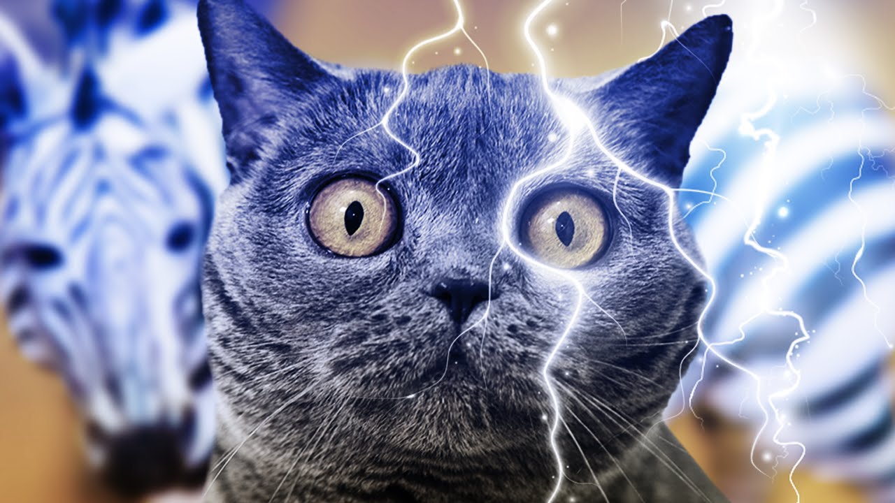 部屋に突然シマウマがいたら猫はどう思うのか？