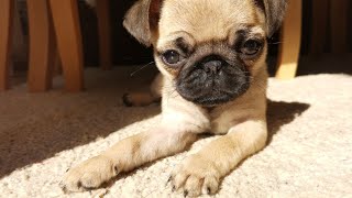 9 Fun Exercise Ideas for Indoor Play with Your Pug