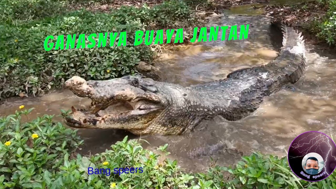 PERBEDAAN BUAYA JANTAN DAN BETINA SECARA VISUAL