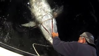 573 lb tuna in cape cod w/subs