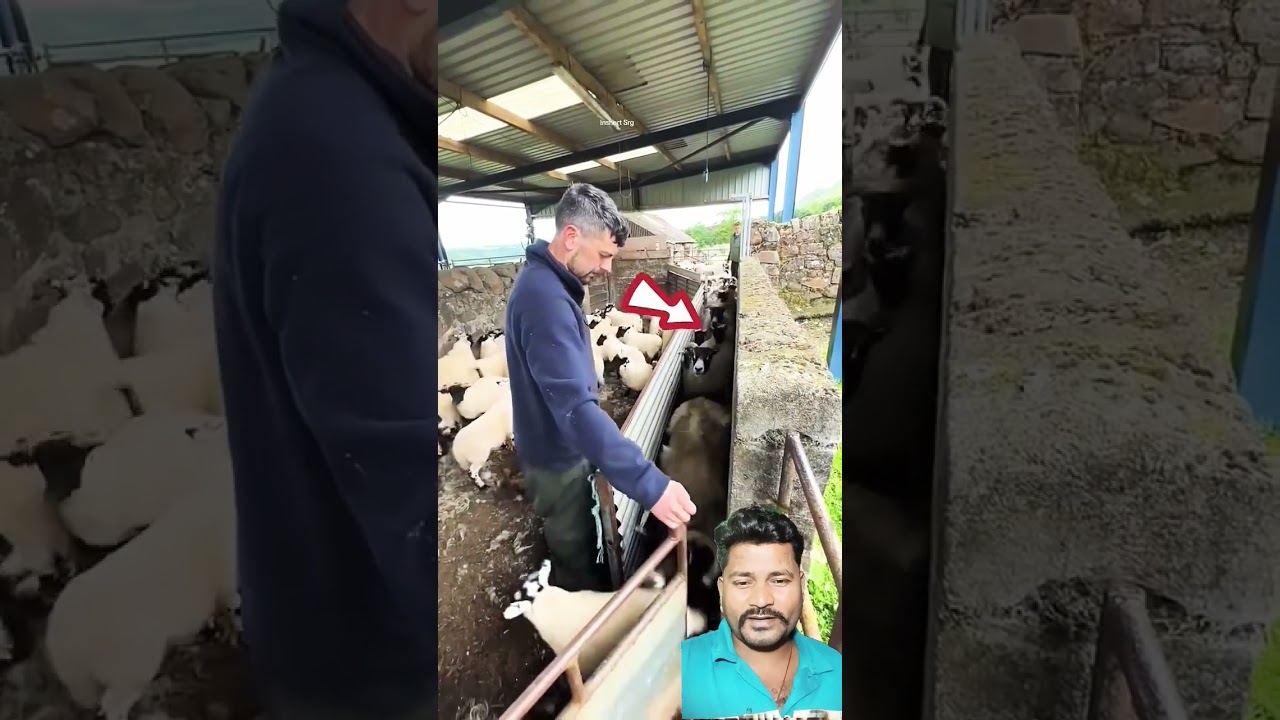 Opens the door as soon as the little 🤣 goat comes 😱 