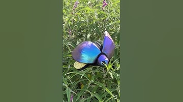 Doug the Bug Makeship Plush | Pre-Order Now!