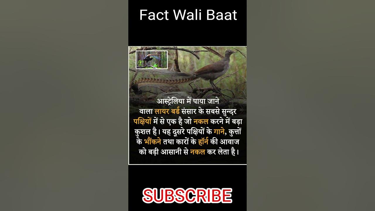duniya-ka-sabse-sundar-pachhi-youtube