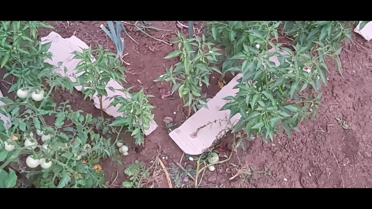 Mulcirea legumelor cu cartoane