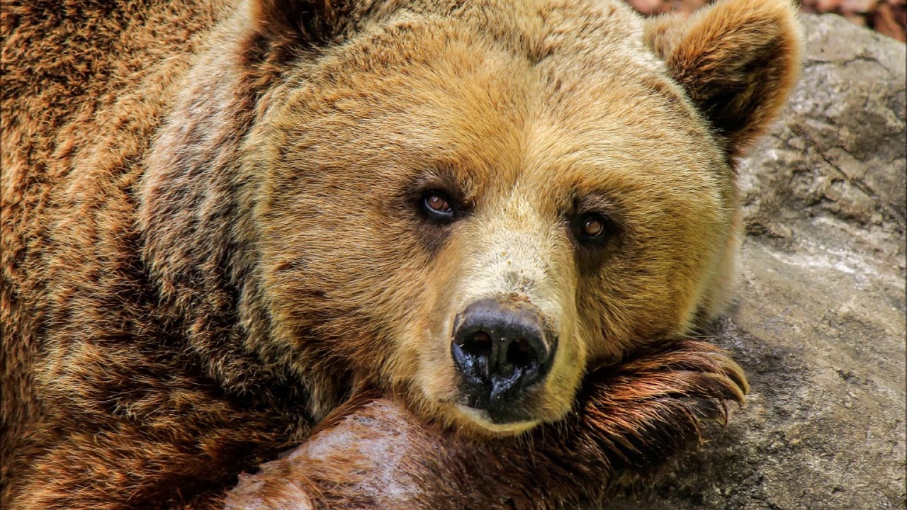 Sonhar com Urso. Significado YouTube Sonhar com Urso. Significado YouTube